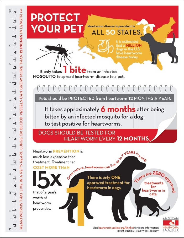 heartworm-months-info-graph