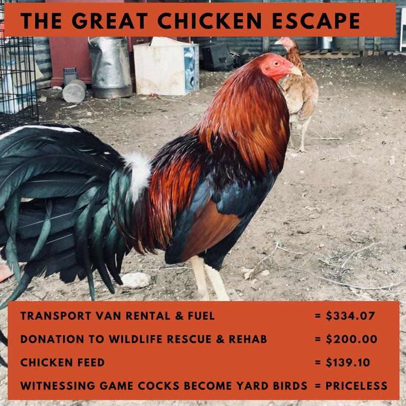 The Great Chicken&nbsp;Escape